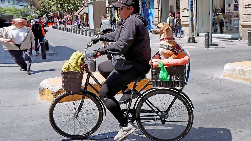 “Bici-Logística”: El ingenio capitalino sobre dos ruedas [Fotorreportaje]